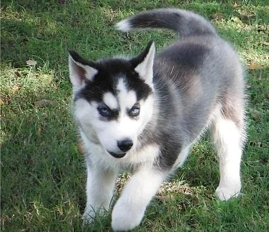 Sibiřský husky bez PP