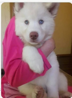 Sibiřský husky - štěnata