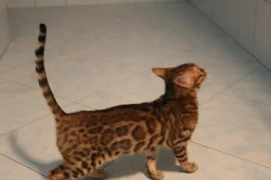 Nádherná bengálská kočička s PP
