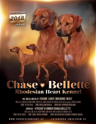 RHODÉSKÝ RIDGEBACK - štěňátka s PP