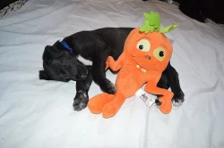 Deerhound - skotský jelení pes