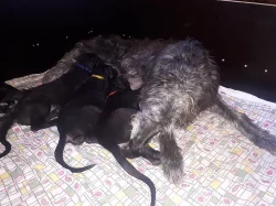 Deerhound - skotský jelení pes
