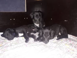 Deerhound - skotský jelení pes