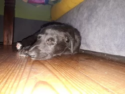 Deerhound - skotský jelení pes
