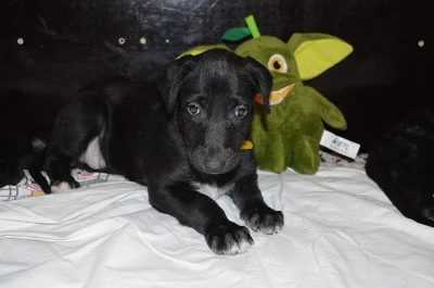 Deerhound - skotský jelení pes