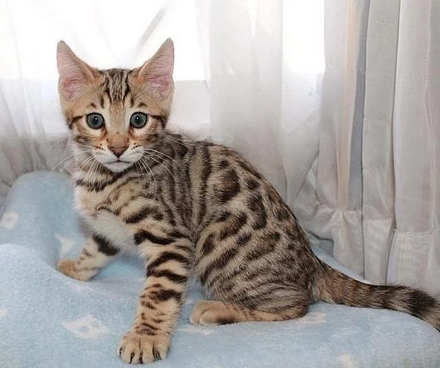 Bengal koťátko