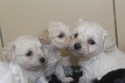 Krásné samci a samice Schnoodle štěňátka