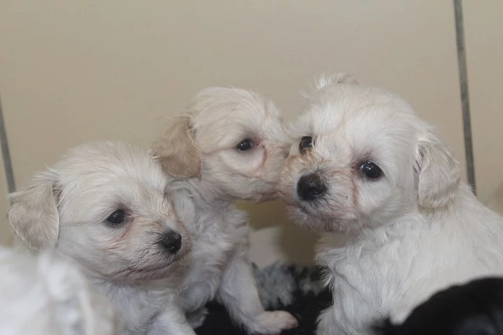 Krásné samci a samice Schnoodle štěňátka