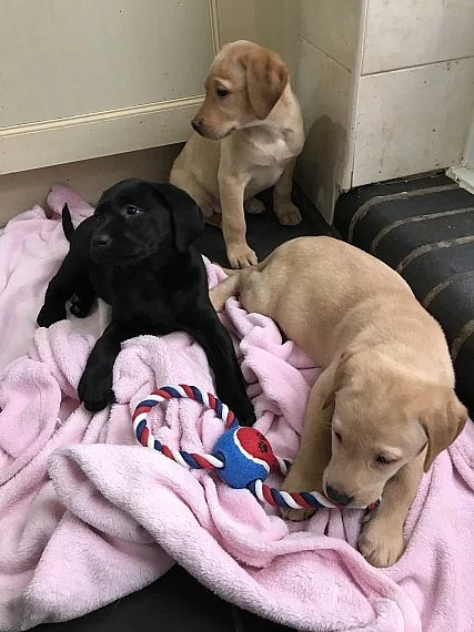 Štěňata labradorských retrívrů na prodej