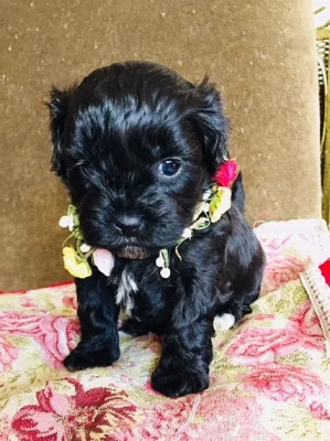 Cute Shih Poo pouze pro stud
