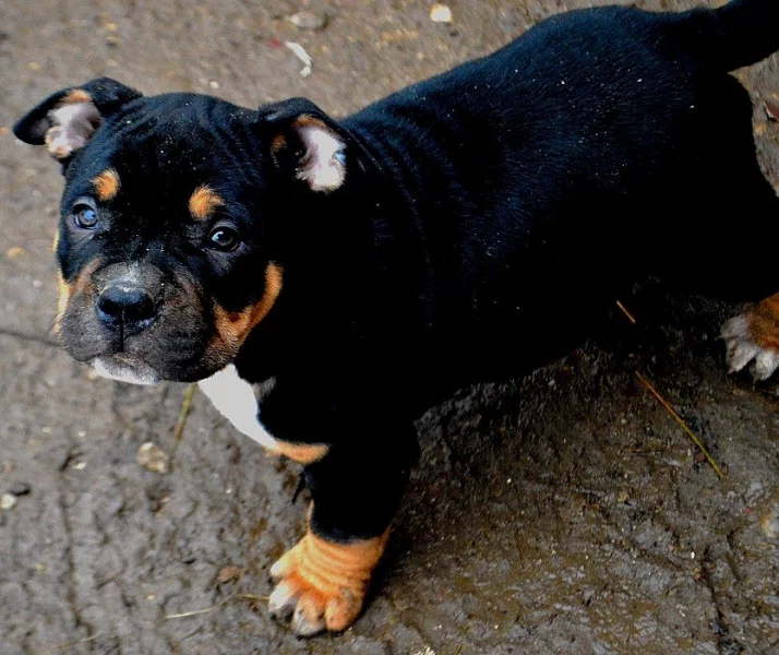 AMERICAN BULLY pocket
