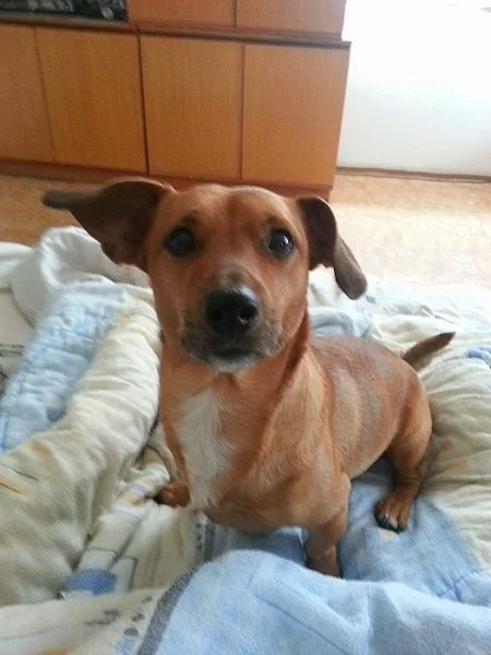 Endy věk 8 typ rasy přerostlý jezevčík