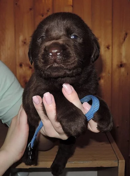 Čokoládová štěňátka labradora s PP