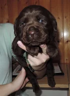 Čokoládová štěňátka labradora s PP
