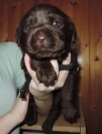 Čokoládová štěňátka labradora s PP