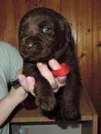 Čokoládová štěňátka labradora s PP