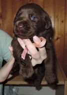 Čokoládová štěňátka labradora s PP