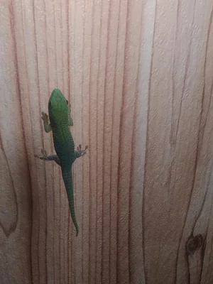 phelsuma madagaskarska (KOCHi)