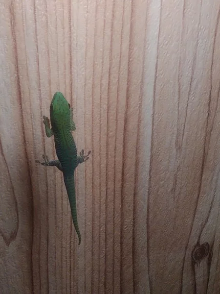 phelsuma madagaskarska (KOCHi)