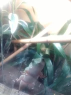 phelsuma madagaskarska (KOCHi)