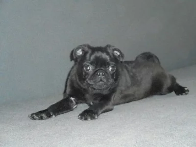 Mops - pejsek s pp