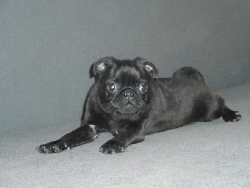 Mops - pejsek s pp
