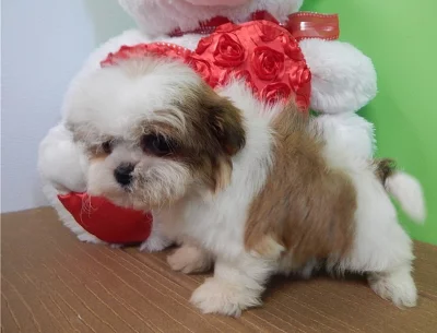 shih tzu štěně.