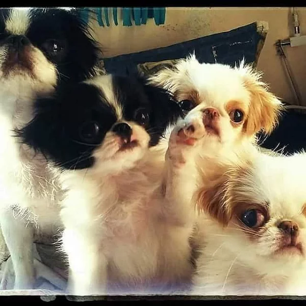 Japan chin kennel Věčné štěstí