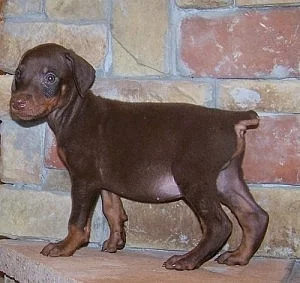 nejinteligentnější štěňátko dobermanů