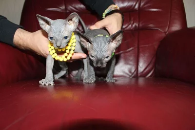 Sphynx koťata.