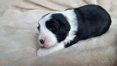 Štěňata Bearded collie