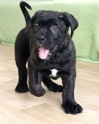 Cane Corso - štěňátko (pejsek) s PP