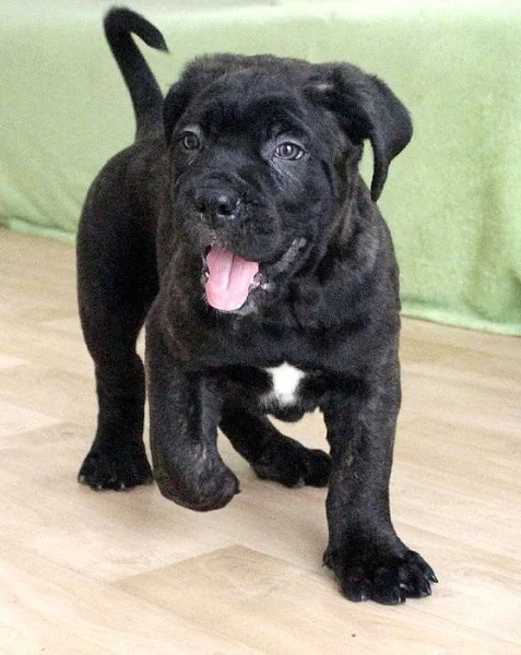 Cane Corso - štěňátko (pejsek) s PP