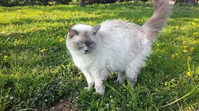 Kočička ragdoll