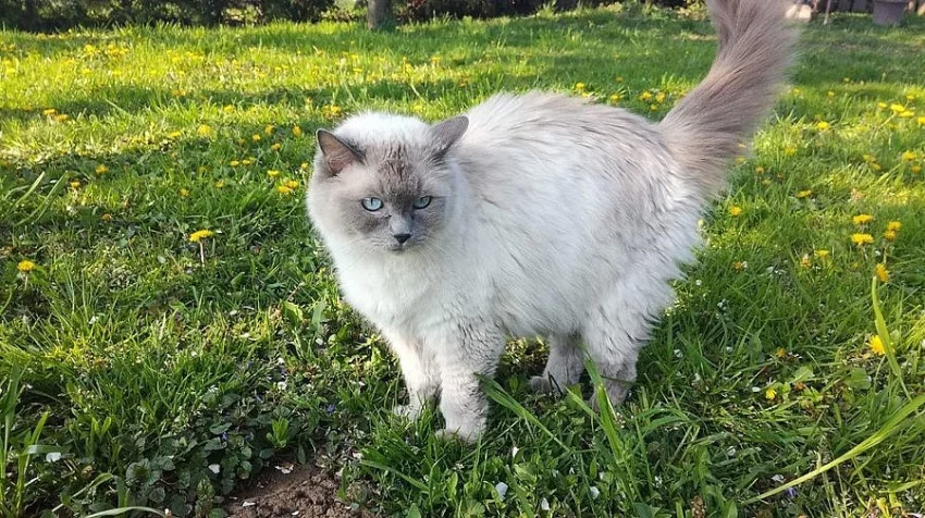 Kočička ragdoll