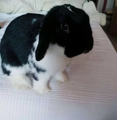 Daruji králíčka