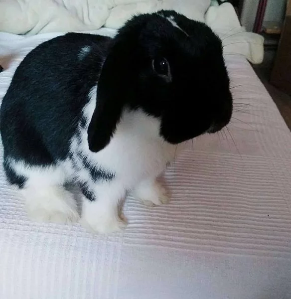 Daruji králíčka