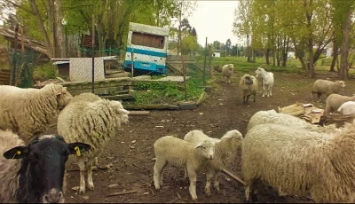 Prasata, ovce, kozy na prodej