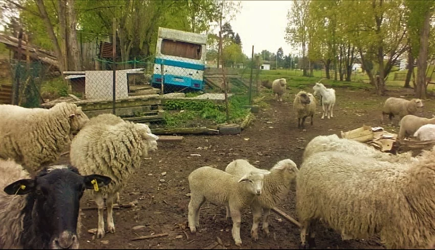 Prasata, ovce, kozy na prodej