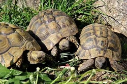 Želvy od zkušeného chovatele