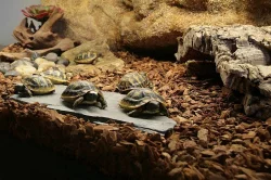 Želvy od zkušeného chovatele