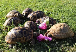 Želvy od zkušeného chovatele