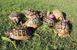 Želvy od zkušeného chovatele