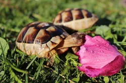 Želvy od zkušeného chovatele