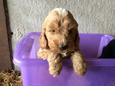 2 štěňata Blenheim Cockapoo připraveni