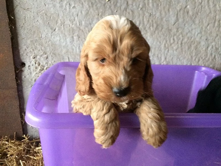 2 štěňata Blenheim Cockapoo připraveni