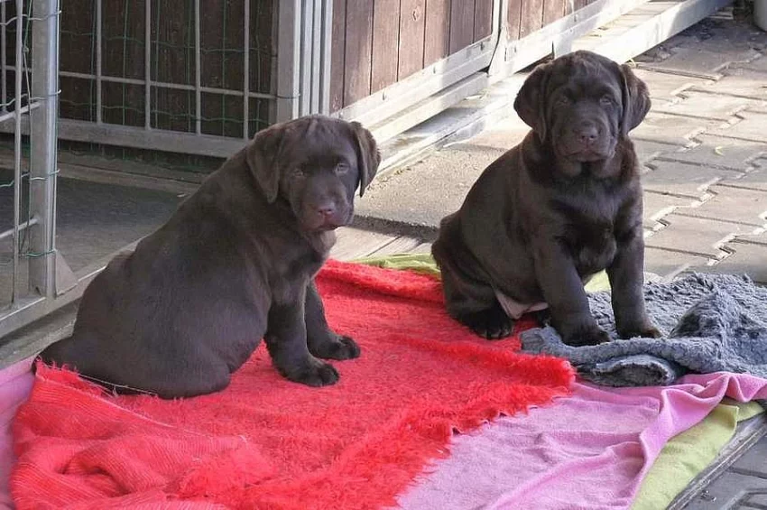 Labrador retriever