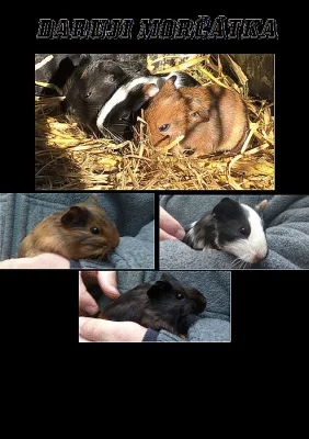 DARUJI 3 tříměsíční morčata