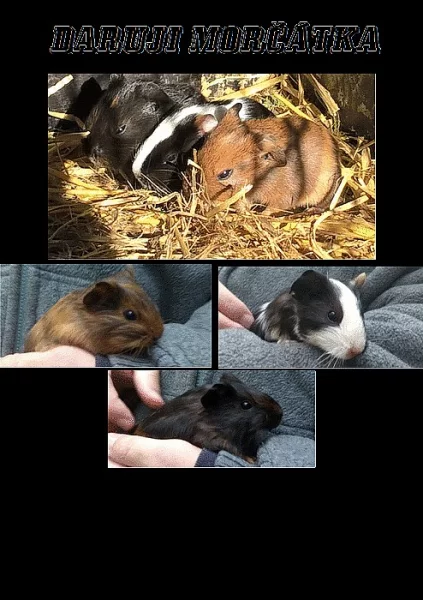 DARUJI 3 tříměsíční morčata