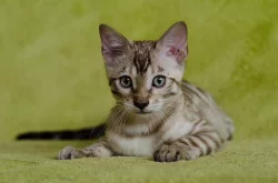 Bengálská kočka s PP